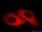 ORM1/2 Antibody in Immunocytochemistry (ICC/IF)