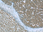 S100A6 Antibody in Immunohistochemistry (Paraffin) (IHC (P))