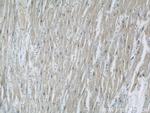 MBIP Antibody in Immunohistochemistry (Paraffin) (IHC (P))