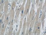 MBIP Antibody in Immunohistochemistry (Paraffin) (IHC (P))