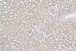 MBIP Antibody in Immunohistochemistry (Paraffin) (IHC (P))