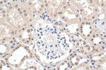 MBIP Antibody in Immunohistochemistry (Paraffin) (IHC (P))