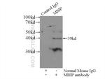 MBIP Antibody in Immunoprecipitation (IP)