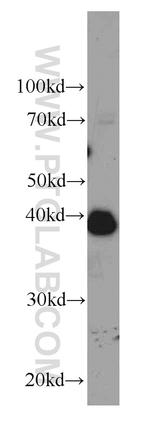 MBIP Antibody in Western Blot (WB)