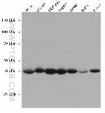 MBIP Antibody in Western Blot (WB)