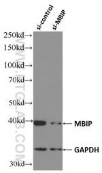 MBIP Antibody in Western Blot (WB)