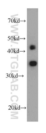 MBIP Antibody in Western Blot (WB)