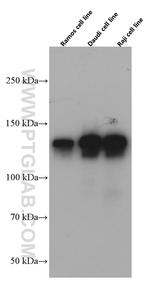 CD22 Antibody in Western Blot (WB)
