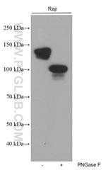 CD22 Antibody in Western Blot (WB)