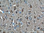 SULT4A1 Antibody in Immunohistochemistry (Paraffin) (IHC (P))