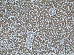 Prealbumin/transthyretin Antibody in Immunohistochemistry (Paraffin) (IHC (P))