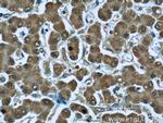 Iduronate 2 sulfatase Antibody in Immunohistochemistry (Paraffin) (IHC (P))