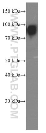 AFM Antibody in Western Blot (WB)