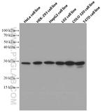 ECHS1 Antibody in Western Blot (WB)