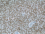 ECHS1 Antibody in Immunohistochemistry (Paraffin) (IHC (P))