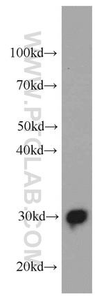 ECHS1 Antibody in Western Blot (WB)