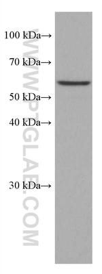 FUT8 Antibody in Western Blot (WB)
