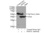 PDH E1 alpha Antibody in Immunoprecipitation (IP)