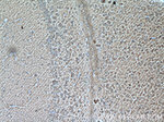 Aldolase C Antibody in Immunohistochemistry (Paraffin) (IHC (P))
