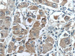 ARG1 Antibody in Immunohistochemistry (Paraffin) (IHC (P))