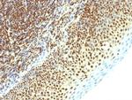 SUMO-2 Monoclonal Antibody (SPM621)