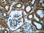 TRAPPC9/NIBP Antibody in Immunohistochemistry (Paraffin) (IHC (P))