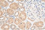 TRAPPC9/NIBP Antibody in Immunohistochemistry (Paraffin) (IHC (P))