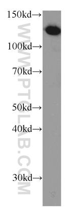 TRAPPC9/NIBP Antibody in Western Blot (WB)