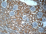 TRAPPC9/NIBP Antibody in Immunohistochemistry (Paraffin) (IHC (P))