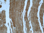 TRAPPC9/NIBP Antibody in Immunohistochemistry (Paraffin) (IHC (P))