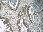 Amylase alpha Antibody in Immunohistochemistry (Paraffin) (IHC (P))