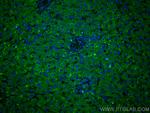 GOSR2/Membrin Antibody in Immunohistochemistry (PFA fixed) (IHC (PFA))