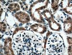 BBS5 Antibody in Immunohistochemistry (Paraffin) (IHC (P))