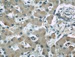 TRPC4AP Antibody in Immunohistochemistry (Paraffin) (IHC (P))