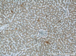 TRPC4AP Antibody in Immunohistochemistry (Paraffin) (IHC (P))