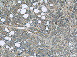 TRPC4AP Antibody in Immunohistochemistry (Paraffin) (IHC (P))