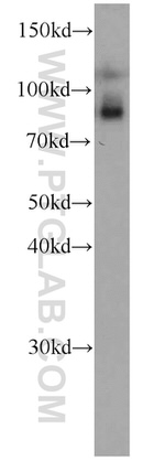 TRPC4AP Antibody in Western Blot (WB)
