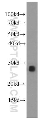 IL-17D Antibody in Western Blot (WB)
