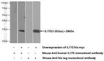 IL-17D Antibody in Western Blot (WB)