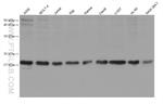 IL-17 Antibody in Western Blot (WB)