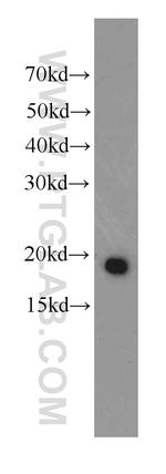 IL-17 Antibody in Western Blot (WB)