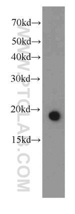 IL-17 Antibody in Western Blot (WB)