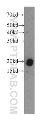 IL-17 Antibody in Western Blot (WB)