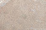 TIMM44 Antibody in Immunohistochemistry (Paraffin) (IHC (P))