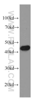 TIMM44 Antibody in Western Blot (WB)