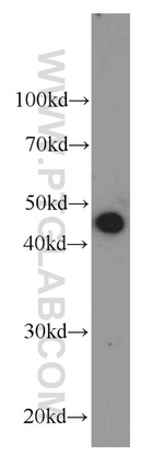 TIMM44 Antibody in Western Blot (WB)