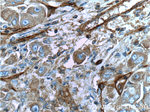 CD146/MCAM Antibody in Immunohistochemistry (Paraffin) (IHC (P))