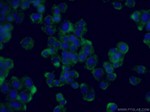 NUMBL Antibody in Immunocytochemistry (ICC/IF)