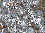 Ceruloplasmin Antibody in Immunohistochemistry (Paraffin) (IHC (P))