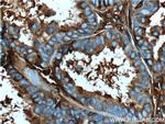 Ceruloplasmin Antibody in Immunohistochemistry (Paraffin) (IHC (P))